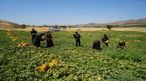 Kırıkkale’de 40 derece sıcaklıktaki kavun hasadı işçileri zorlasa da alınan yüksek verim yüzleri güldürüyor