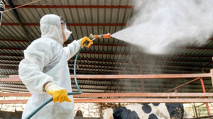 Etimesgut’ta sinekler azaldı hayvanlar rahatladı!