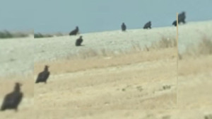 Ankara Polatlı’da nesli tehlike altındaki kara akbabalar görüntülendi