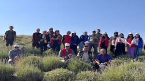 Yozgat’ta gençler, lavanta hasadı için kolları sıvadı