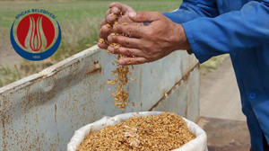 Sincanlı çiftçilere buğday tohumu desteği! Başvuruyu kaçırmayın