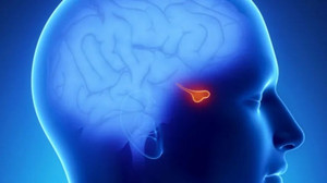 Hipofiz adenomu nedir? Belirtileri ve tedavi yöntemleri nelerdir?