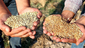 Akyurt’ta tohum eleme sezonu başlıyor!