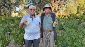 Ankara Evren’de ata tohumu üzümler hasat edildi: Doğal lezzetiyle öne çıkıyor