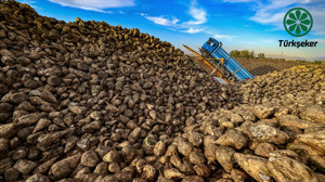 Şeker pancarında yeni dönem! Bakanlıktan kritik açıklama