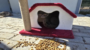 Yozgat’ta kedilerin artık bir oteli var