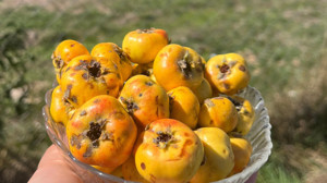 Kızılcahamam'da dağlarda yetişen alıç ve kuşburnu vatandaşın gözdesi oluyor