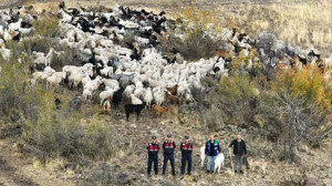 Dronlar devrede: Beypazarı’nda kayıp 544 küçükbaş bulundu