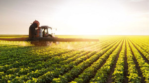 Ester Ot ilacı dekara ne kadar atılır?