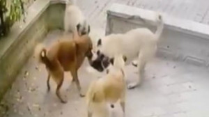 Sincan’da sokak köpekleri kediye saldırdı!