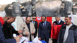 Sivas’ta manda yetiştiriciliği için 41 boğa dağıtıldı!