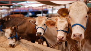 O ilde şap alarmı! 17 mahalle karantina altına alındı