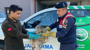 Kırıkkale’de yaralı Puhu kuşu ekipler tarafından kurtarıldı!