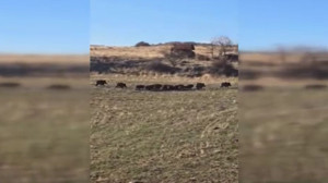 Elmadağ'da şaşırtan manzara: Yaban domuzu sürüsü araziye indi!