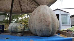 Ata tohumu devasa kabak, kilosuyla şaşırtıyor!