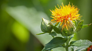 Şereflikoçhisar üretecek Türkiye kazanacak! Aspir tohumu desteği başlıyor