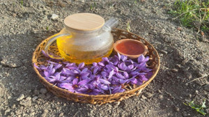 Çorum’da “deneme ekimi” yaparak dünyanın en pahalı baharatını yetiştirdi!