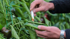 Beypazarı’nda tarımda gizli silah gün yüzüne çıkıyor!