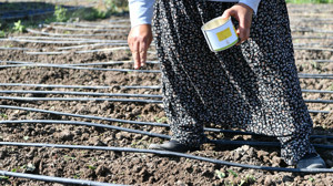 Mamak’ta ata tohumu mirası büyüyor: Yeni sezon hazır!