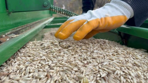 TMO Raporu yayınlandı: Hububat ekimi gübre maliyetine takıldı