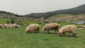 Kuzu yetiştiriciliğinde doğum sonrası bakımın önemi: Başarı için kritik noktalar, yapılan yanlışlar
