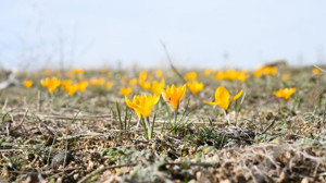 Yozgat’ta baharın müjdecisi çiğdemler açtı!