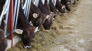 Bala hayvancılık yem fiyatları: Üreticinin gözü yeni sezonda!