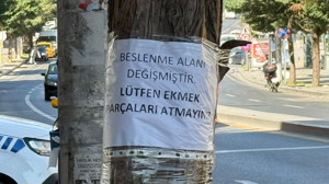 Ankara’da bir güvercin hikâyesi: “Beslenme alanı değişmiştir”