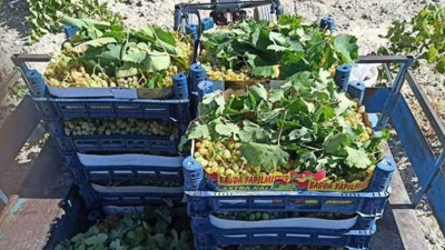 Marketlerde satılan çekirdeksiz üzümlerde tehlike