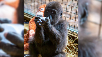 Yavru gorilin ismi belli oldu: 120 bin kişi oy kullandı