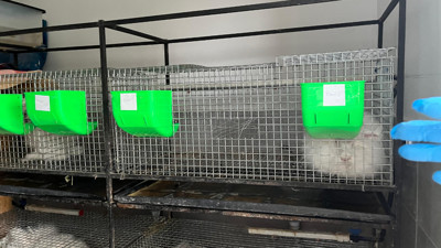 Elmadağ Belediyesi Angora Tavşanı mirasını yaşatıyor: Yünü özel astronot kıyafetlerinde kullanılıyor