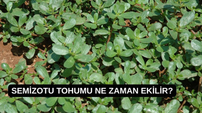 Semizotu tohumu ne zaman ekilir?