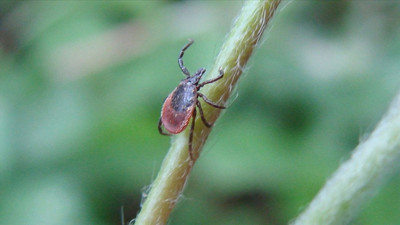 Ankara'da kene var mı? Yaz aylarında keneden korunmak için ne yapılmalı?