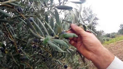 Zeytin Ağacı Neden Yaprak Döker?