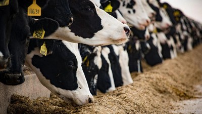 Rekabet Kurulu süt devlerini mercek altına aldı