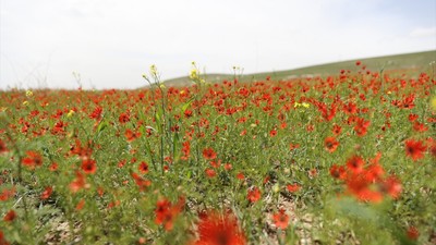 Baharın habercisi Keklik Gözü Ankara'yı renklendirdi