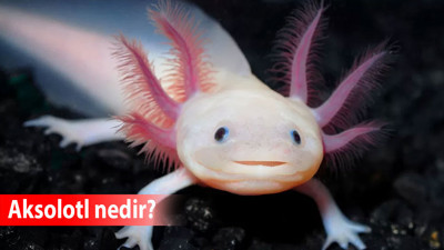 Aksolotl nedir? Aksolotlların özellikleri nelerdir? Aksolotl ölümsüz mü?