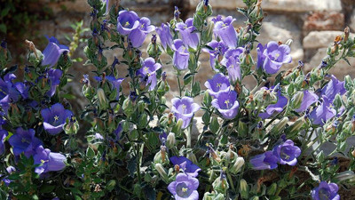 Dünyada sadece Türkiye'de yetişiyor! Tüylü Çan Çiçeği koparmanın cezası ne kadar?