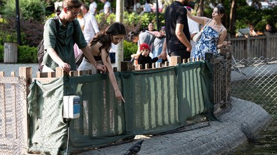 Sıcak havalardan bunalan Ankaralılar Kuğulu Park’a koştu