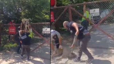 Ankara Eymir Gölü'nde sokak köpekleri toplanıyor: Bu kez Gölbaşı Belediyesi gündemde