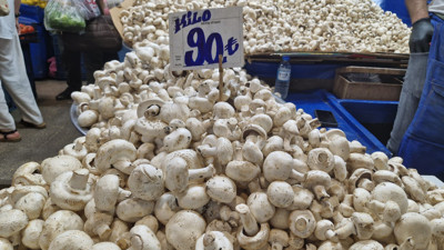 Ankara’da mantar bereketi