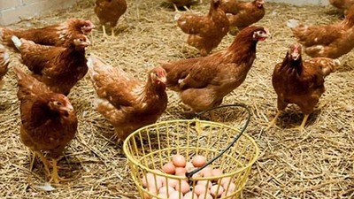 Yumurta üretimi düşüşte, tavuk eti rekor kırıyor