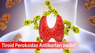 Tiroid Peroksidaz Antikorları (Anti Tpo) nedir?