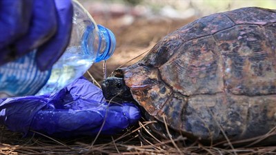 Ankara'da jandarmadan kenelerle mücadele eden kaplumbağaya yardım eli