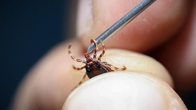 Ölümcül kene vakası artıyor! Bir kişi daha hayatını kaybetti