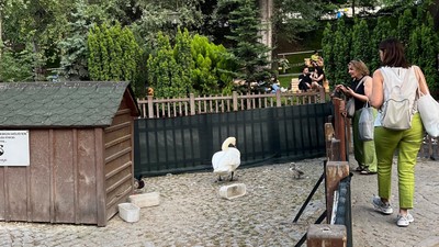 Kuğulu Park'ın yeni gözdesi: Bebek kuğuya yoğun ilgi