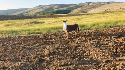 Elmadağ’da vahşet! Ayakları bağlı ve kafasına çuval geçirilmiş eşek kurtarıldı