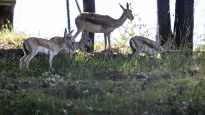 Altınköy’de Ceylan Sevinci: Üç Yavru Doğdu, Biri “Zıpır” Oldu