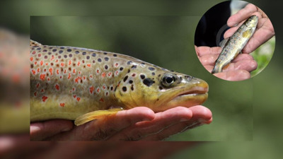 Alabalık büyüyünce ne olur?