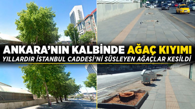 Ankara'nın kalbinde ağaç kıyımı: Yıllardır İstanbul Caddesi’ni süsleyen ağaçlar kesildi